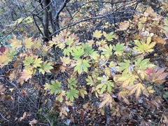 Acer pseudosieboldianum