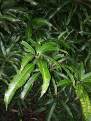 Mangifera indica image
