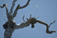 Dendrobium canaliculatum
