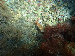 Lithophaga lithophaga