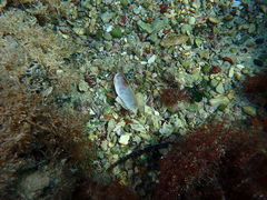 Lithophaga lithophaga