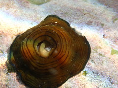 Actinia cari