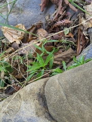 Palmerella debilis serrata