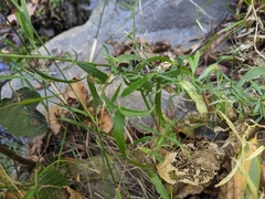 Palmerella debilis serrata