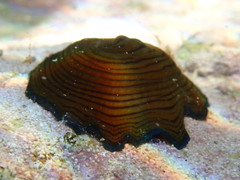 Actinia cari