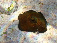Actinia cari