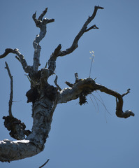 Dendrobium canaliculatum