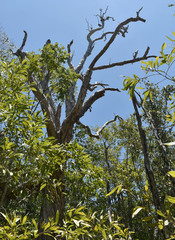 Dendrobium canaliculatum