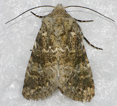 Lacinipolia palilis