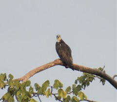 Pandion haliaetus