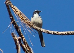 Aphelocoma californica