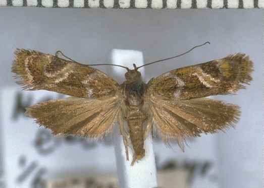 Hierodoris electrica