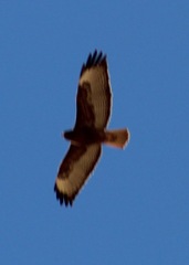 Buteo jamaicensis