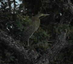 Tigrisoma mexicanum