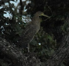 Tigrisoma mexicanum