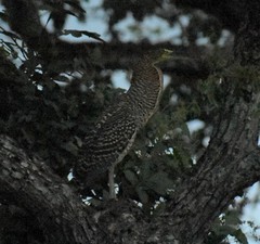 Tigrisoma mexicanum