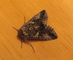 Syngrapha celsa