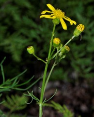 Senecio spanomerus