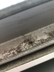Pholcidae