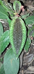 Bertolonieae