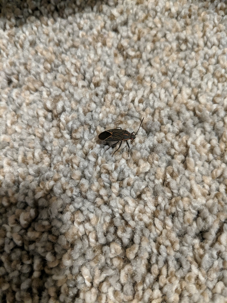 Western Boxelder Bug in November 2021 by Natasha · iNaturalist