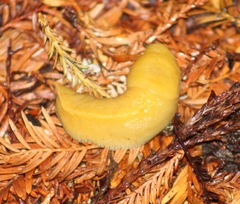 Ariolimax dolichophallus