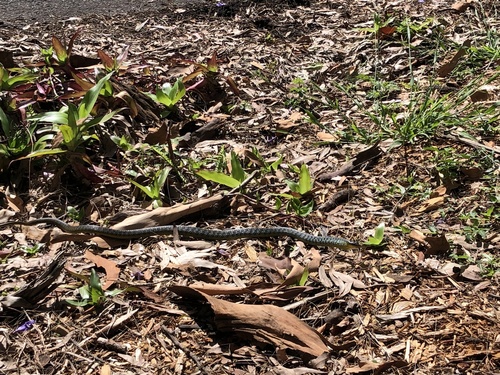Common Tree Snake sighting