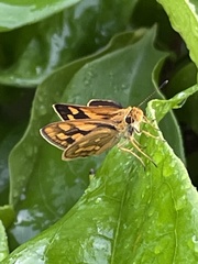 Potanthus confucius