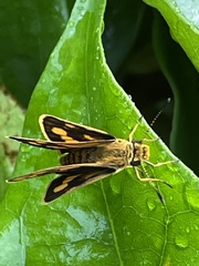 Potanthus confucius