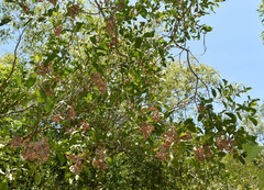 Acacia oraria