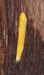 Ariolimax dolichophallus