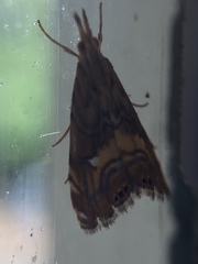 Glaucocharis chrysochyta