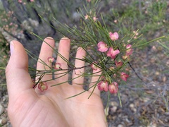 Dodonaea filifolia