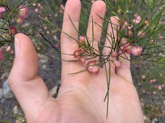 Dodonaea filifolia