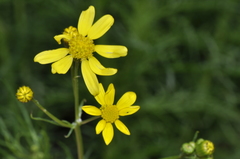 Senecio spanomerus