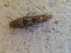 Parochmastis hilderi