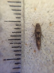 Parochmastis hilderi