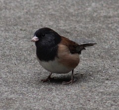 Junco hyemalis
