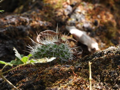 Mammillaria karwinskiana