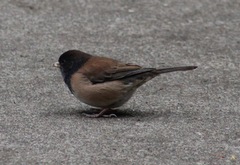 Junco hyemalis