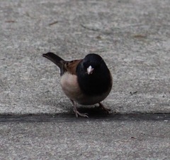 Junco hyemalis