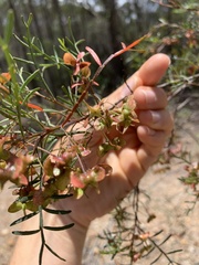 Dodonaea tenuifolia