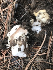 Hygrophorus ponderatus