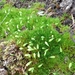 Handbell Moss - Photo (c) Beth Ace, some rights reserved (CC BY-NC), uploaded by Beth Ace