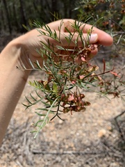Dodonaea tenuifolia