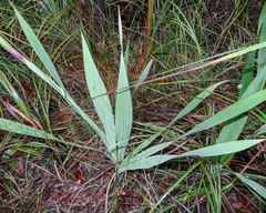Watsonia aletroides