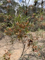Dodonaea tenuifolia