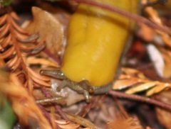 Ariolimax dolichophallus