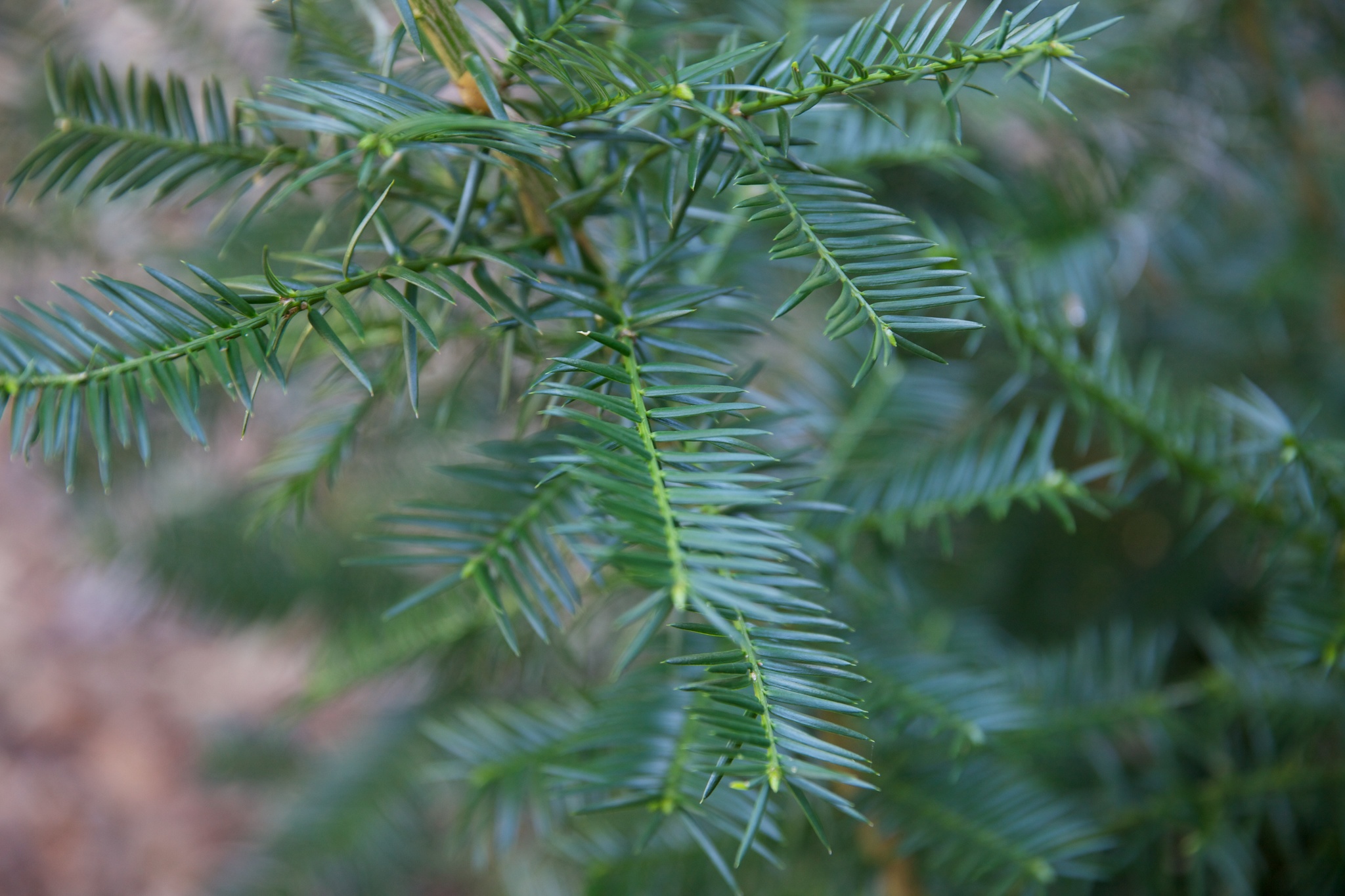 Torreya taxifolia