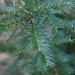 Torreya taxifolia - Photo (c) Malcolm Manners, algunos derechos reservados (CC BY)